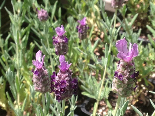 Lavandula Allardii Meerlo Plant Meerlo Lavender 5Gallon Live Plant