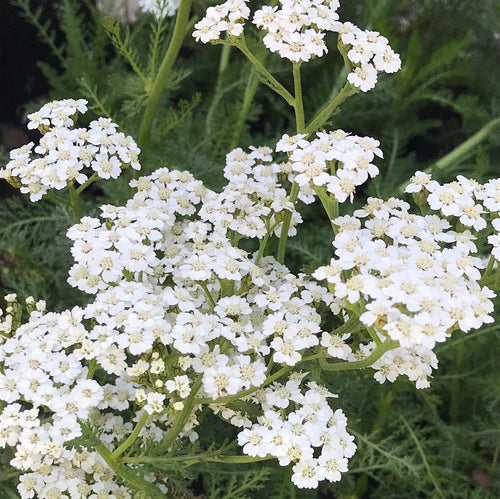 Achillea millefolium 'Pink Grapefruit' (1 qt)