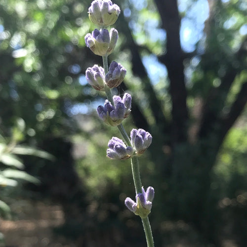 FlowerKisser® After Midnight English Lavender