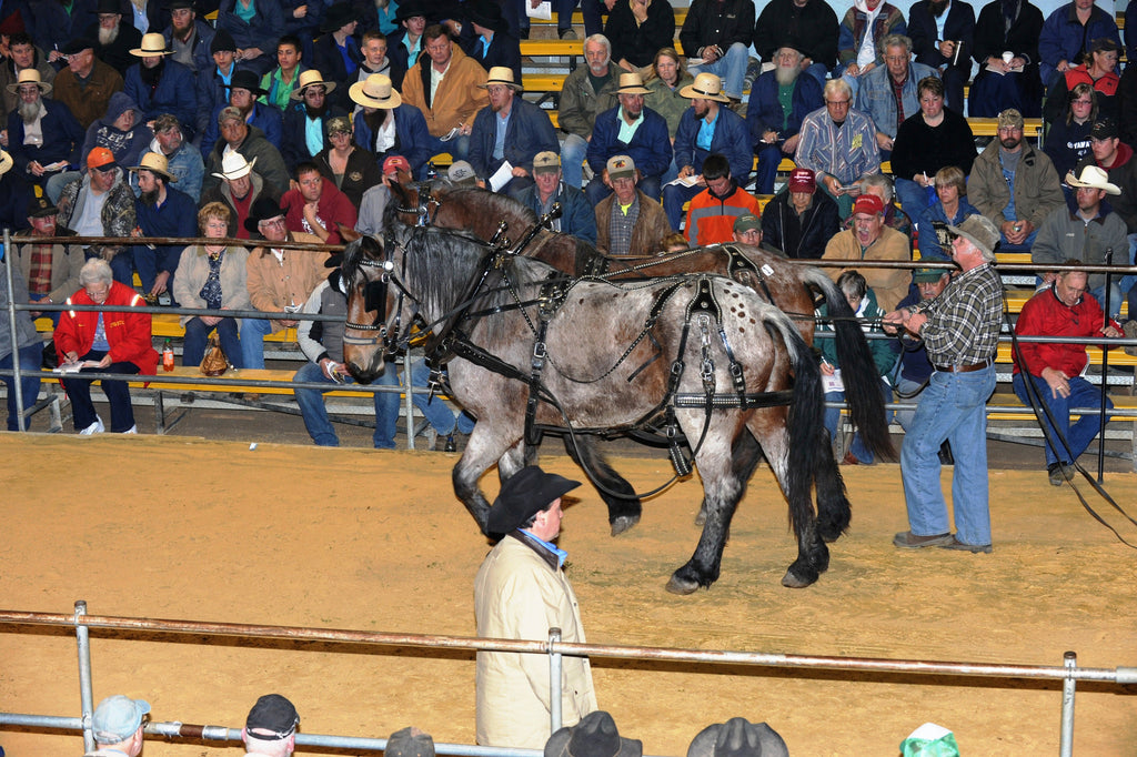 The Grand Tradition of the WAVERLY MIDWEST HORSE SALE Video Mike