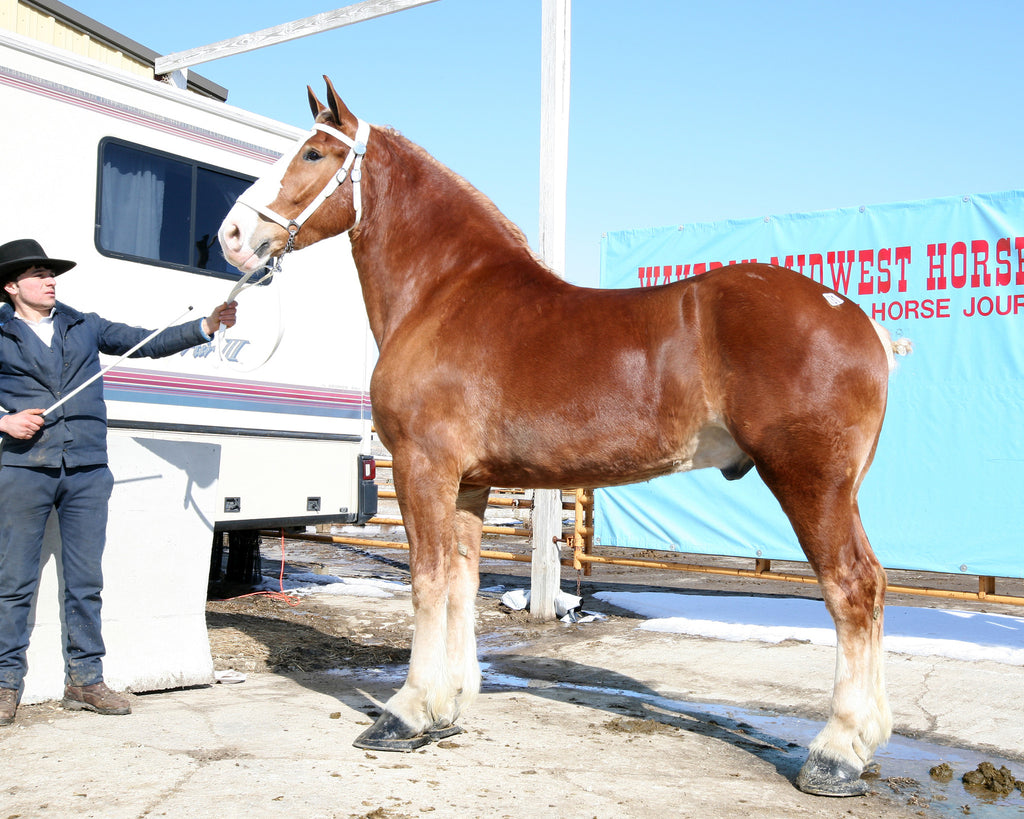 The Grand Tradition of the WAVERLY MIDWEST HORSE SALE Video Mike