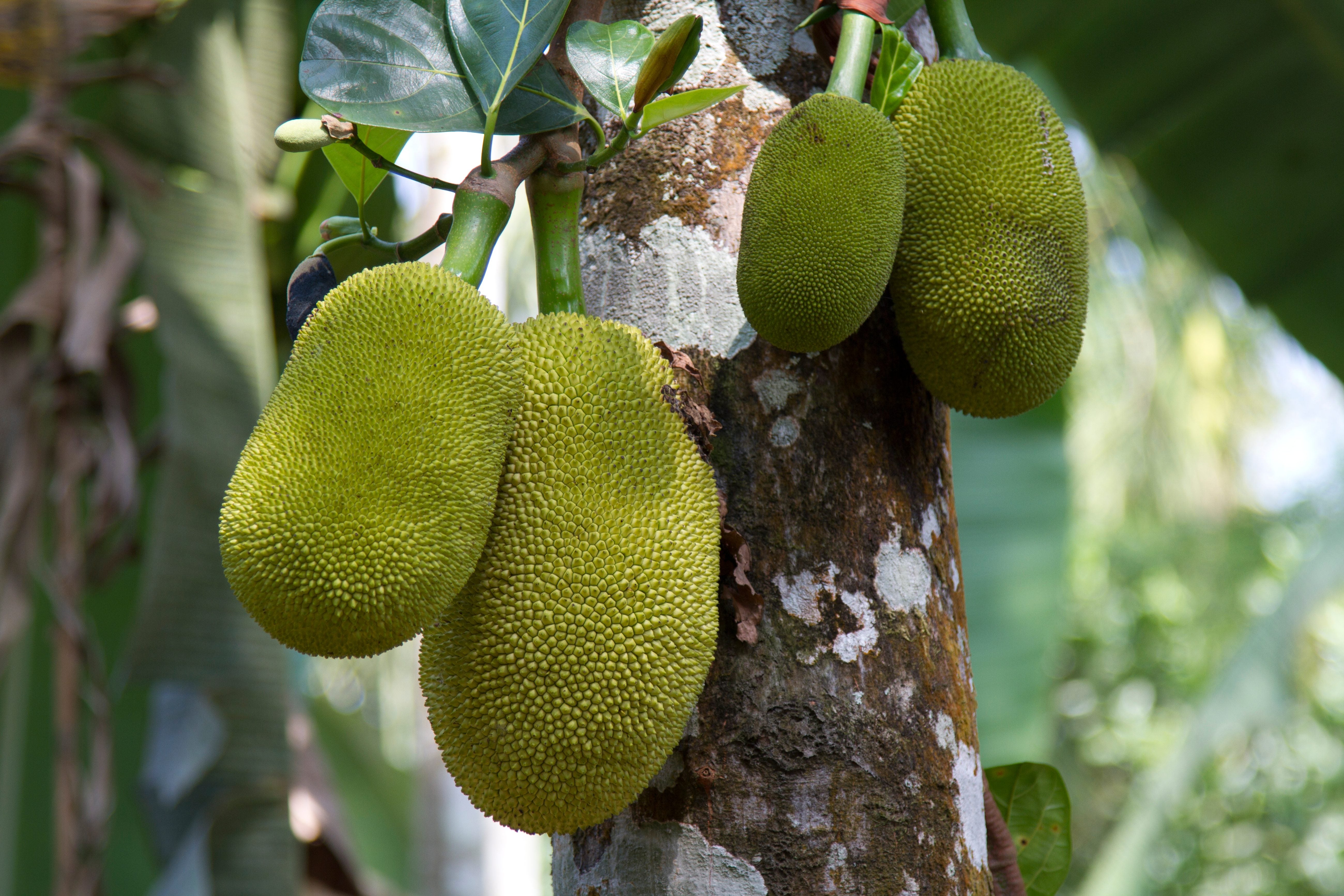 Jackfruit Image
