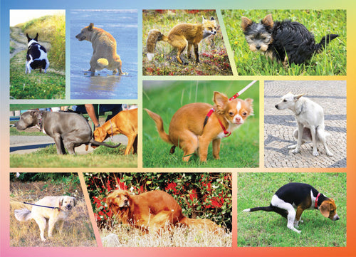 Dog Puzzles for Adults 1000 Piece, Get Your Paws on This Adult Dog Jigsaw  Puzzle & Fun Fact Poster, …See more Dog Puzzles for Adults 1000 Piece, Get