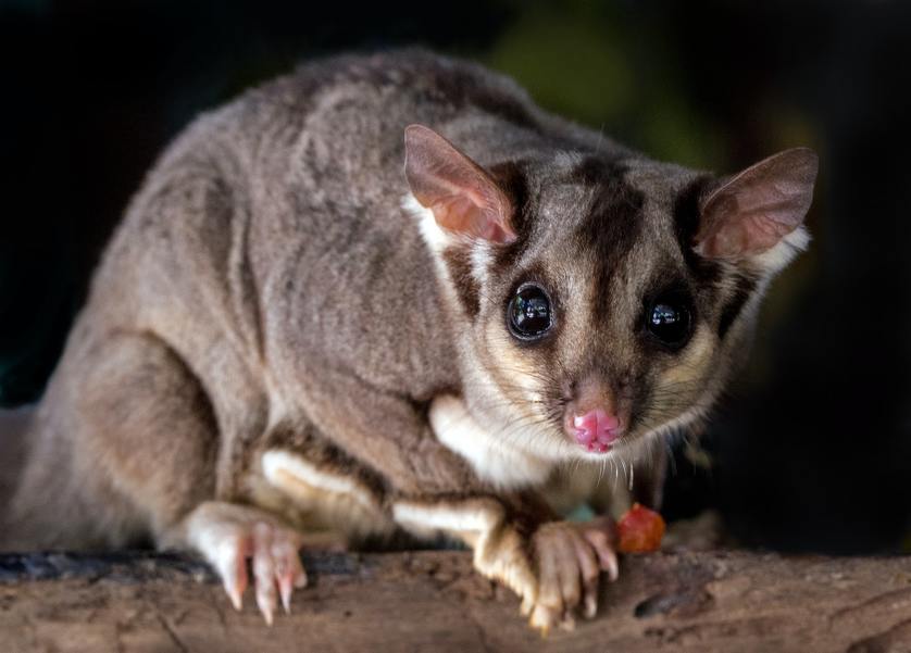 Protect Your Home From Possum Damage