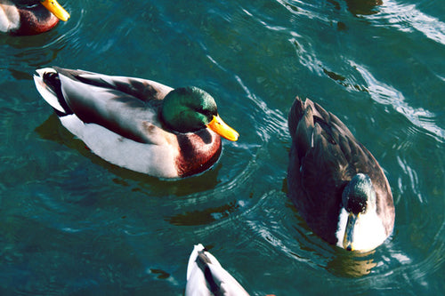 mallard ducks swimming in water