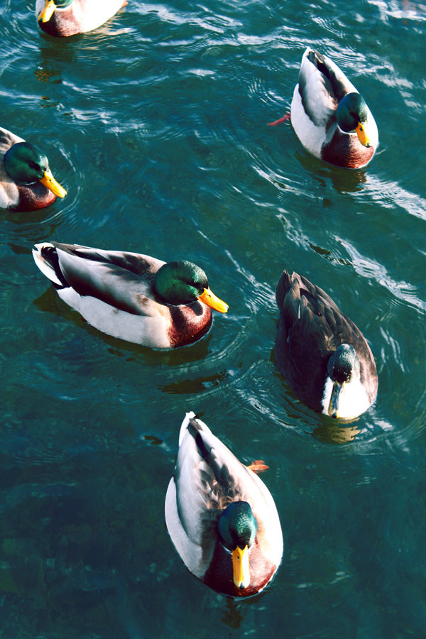 mallard ducks swimming in water