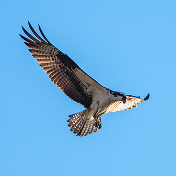 power line guard for birds of prey