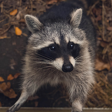 power line protection for raccoons