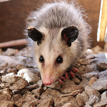 critter guard works for opposums