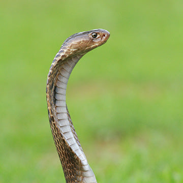 block snakes from power lines