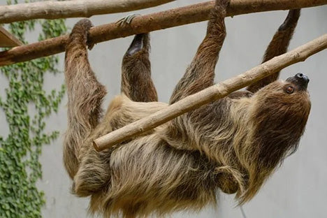 three toed sloth shown hanging upside down on branches