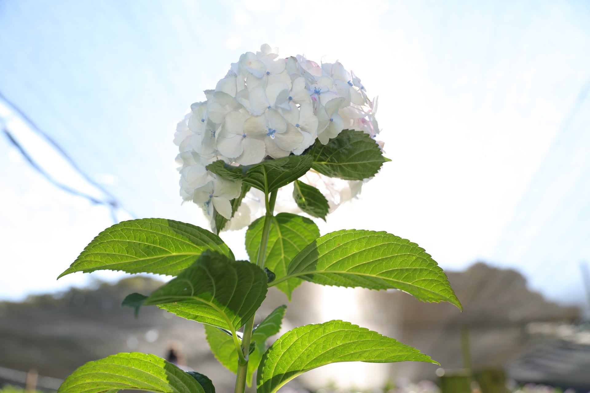 D. DATOS CURIOSOS SOBRE LAS HORTENSIAS – Amelia Flores