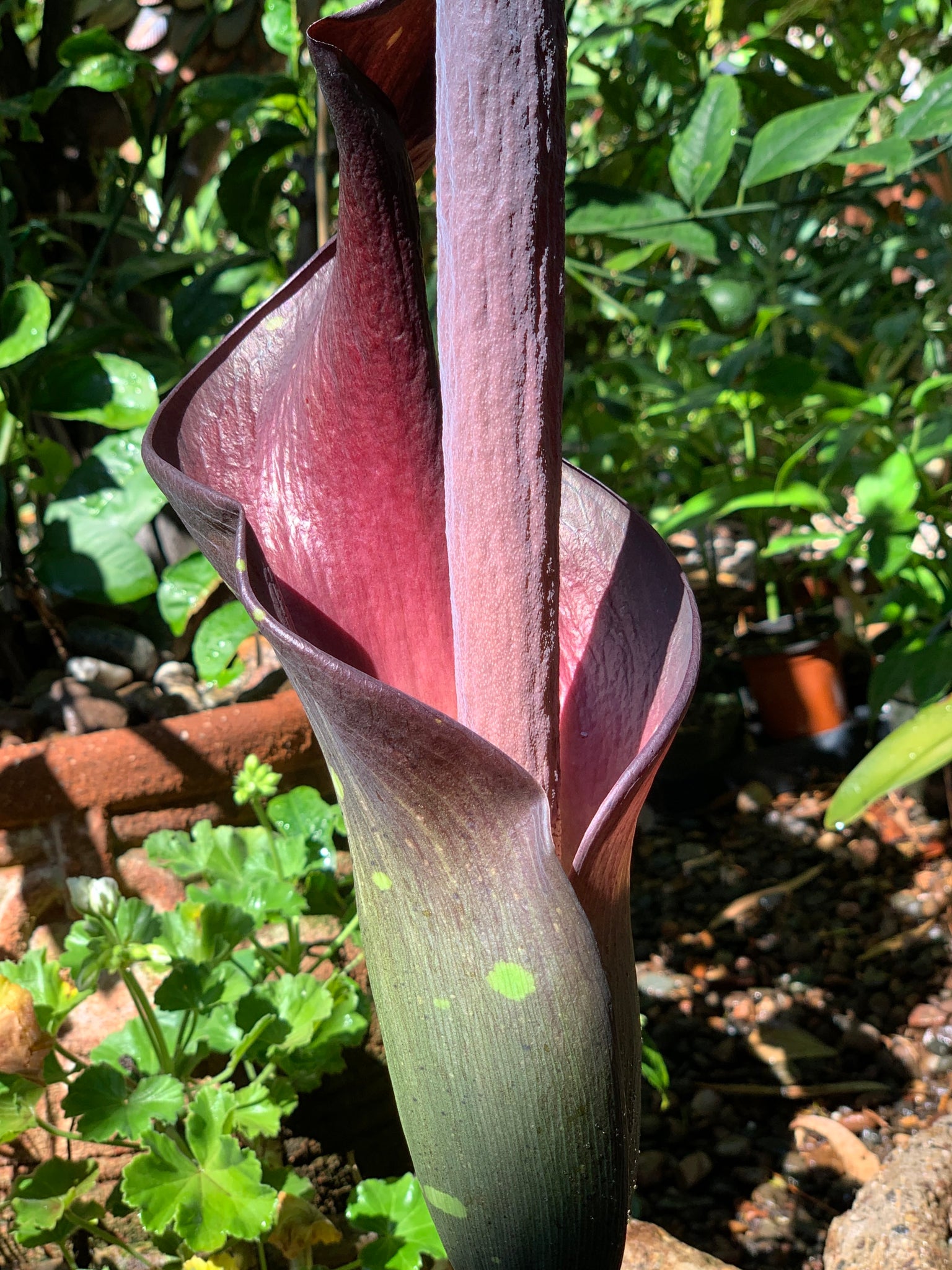 How to Care for Amorphophallus Borneensis