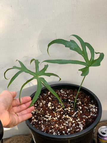 Anthurium Podophyllum Mature Plant for Sale