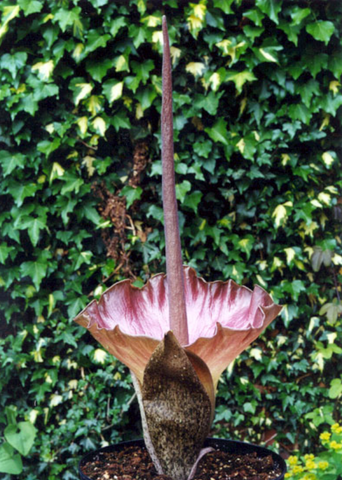 Amorphophallus Plicatus for Sale