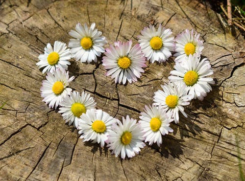Heart made out of daisies laid on wood