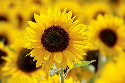 Yellow sunflower 