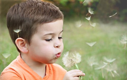Young boy blowing a dandelion in a garden