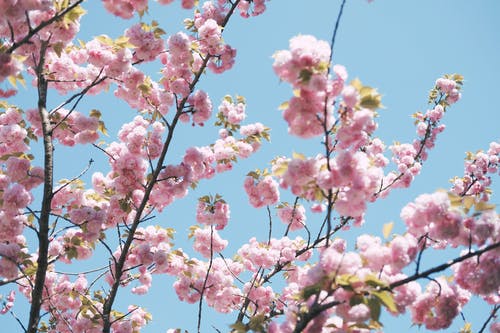 Pink flower blossom on a tree with blue sky