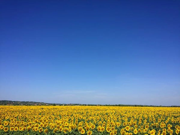 a field full of sunflowers and a bright blue sky