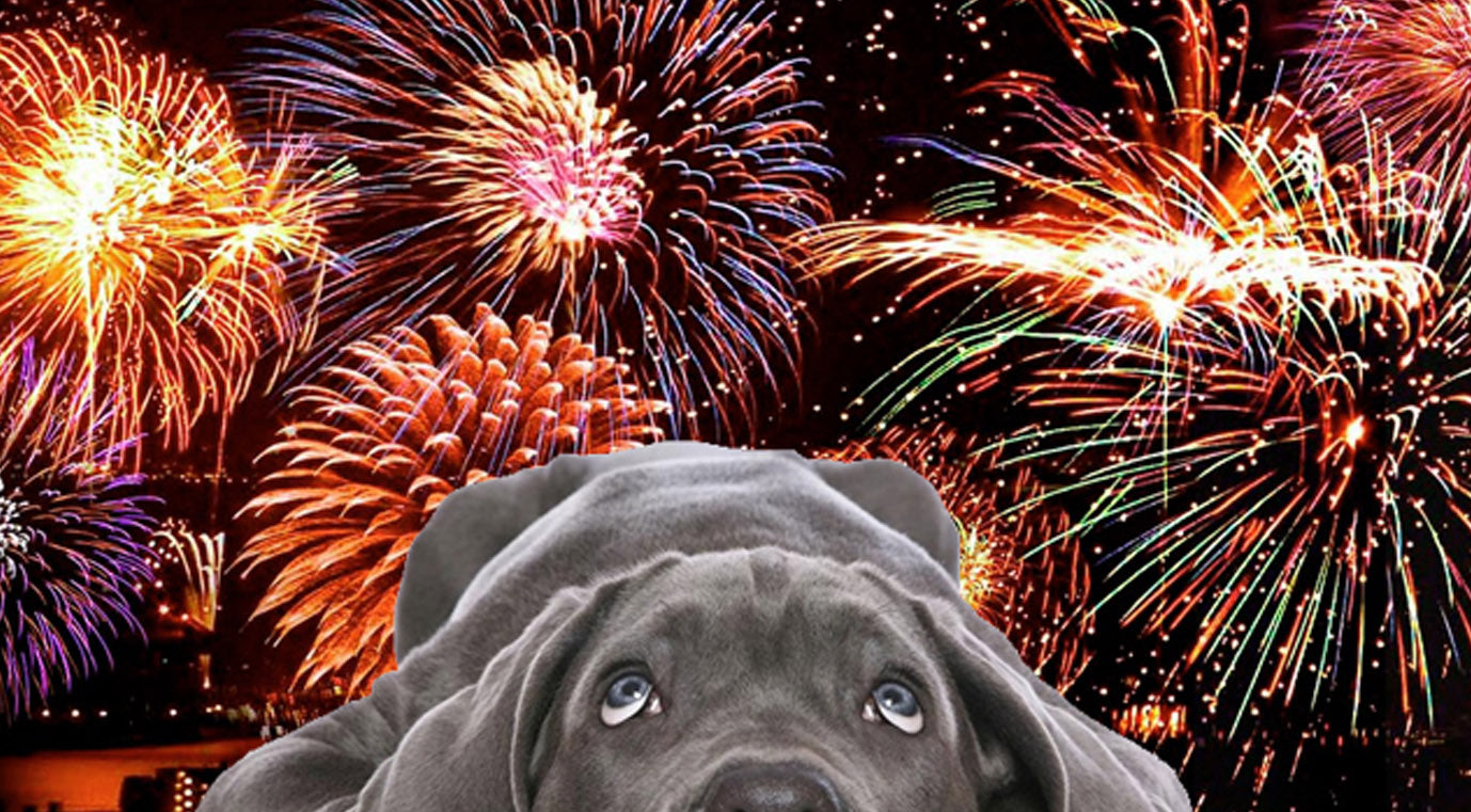 how can i tell if my dog is scared of fireworks