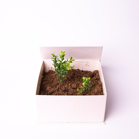 A white giftopiia gift box in fully white space, containing soil and growing plant.