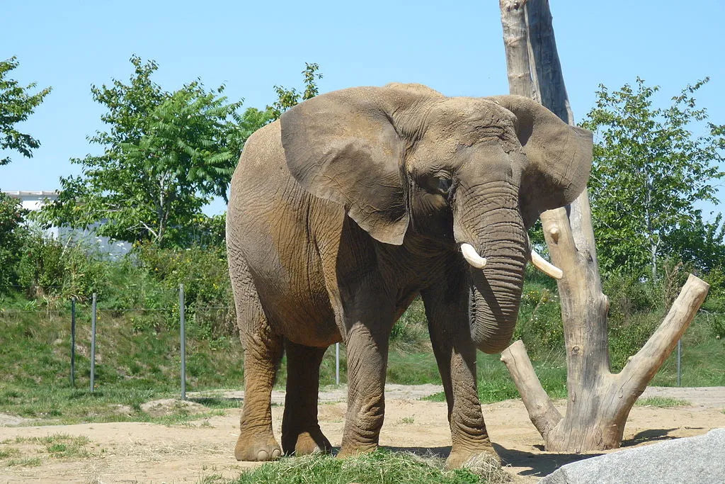 Éléphant africain au zoo de Granby en 2010