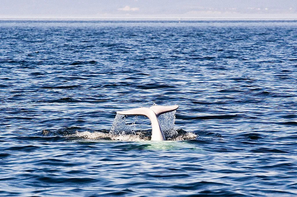 A Beluga in Tadoussac on the North Shore.