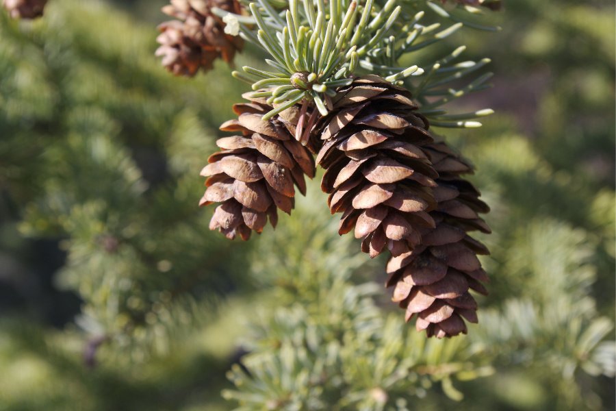 Pine cone photo holder