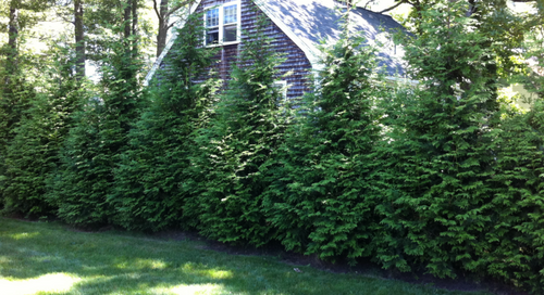 Vigoro 4-5 ft. Emerald Cedar Tree