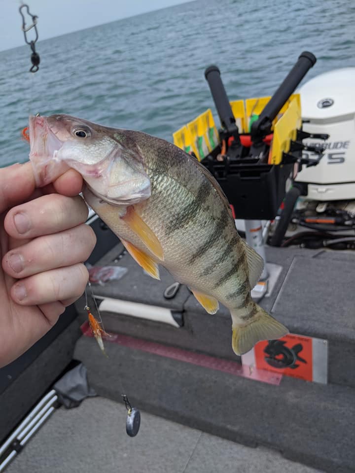 Lake Erie Perch Fishing