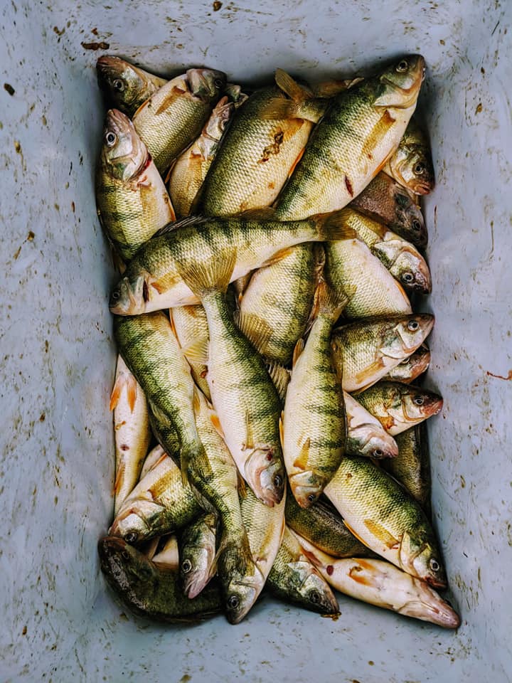 Lake Erie Perch Fishing