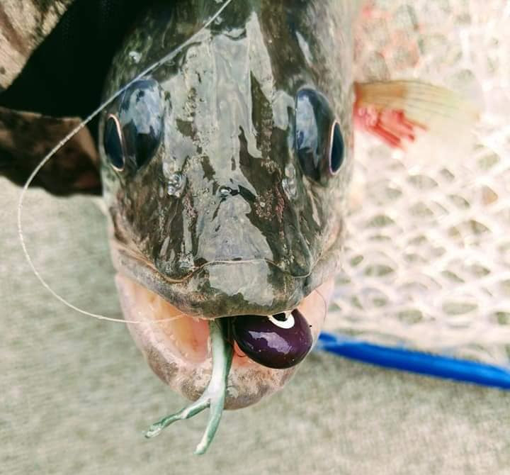 Lake Erie Spring Walleye Jigging! – Fishing Addiction Gear