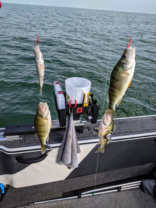 Lake Erie Perch Fishing