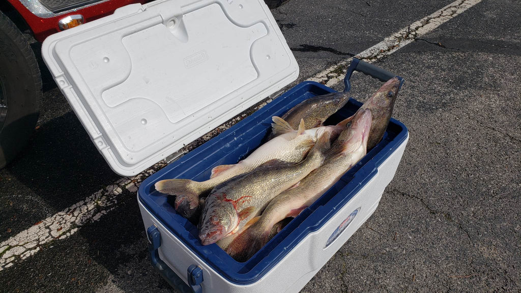 Lake Erie Walleye