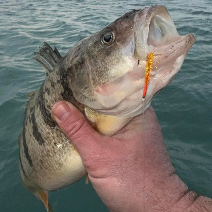 Lake Erie Perch Rigs – Fishing Addiction Gear