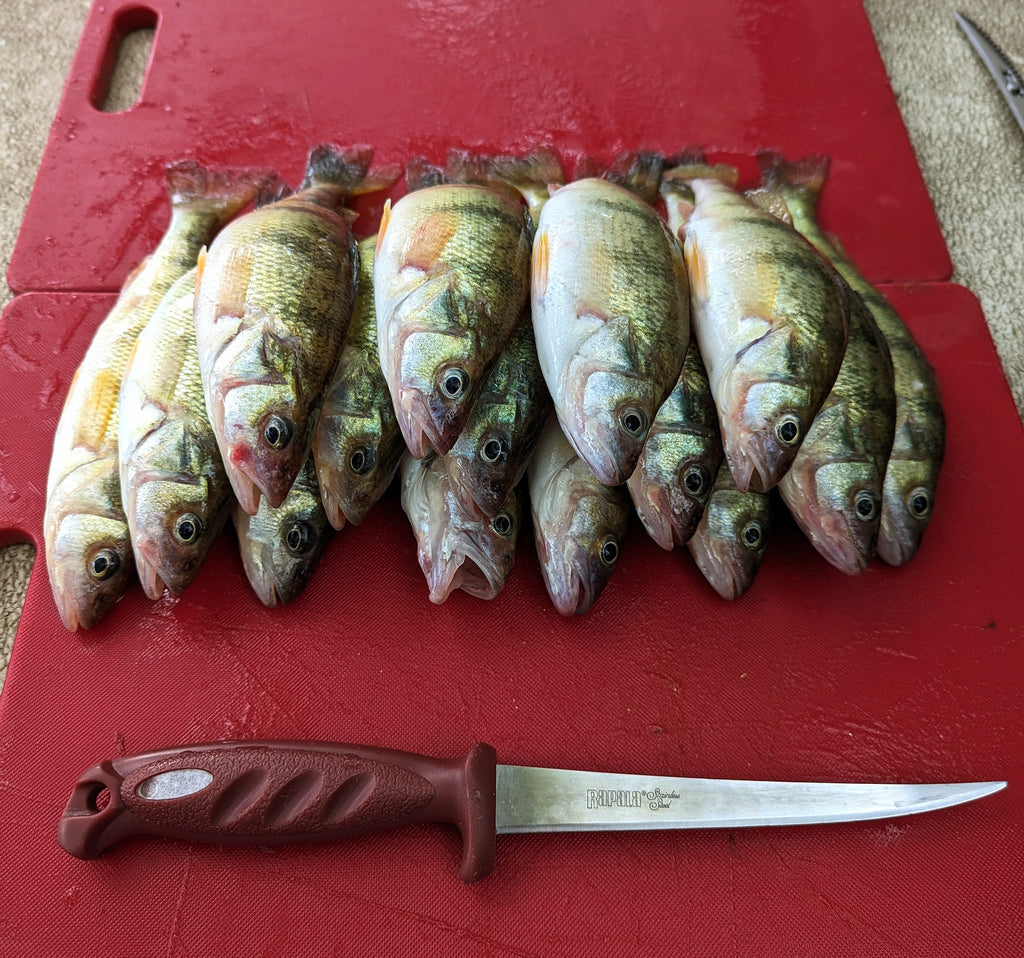 Lake Erie Perch Fishing Report 9-16-23 – Fishing Addiction Gear