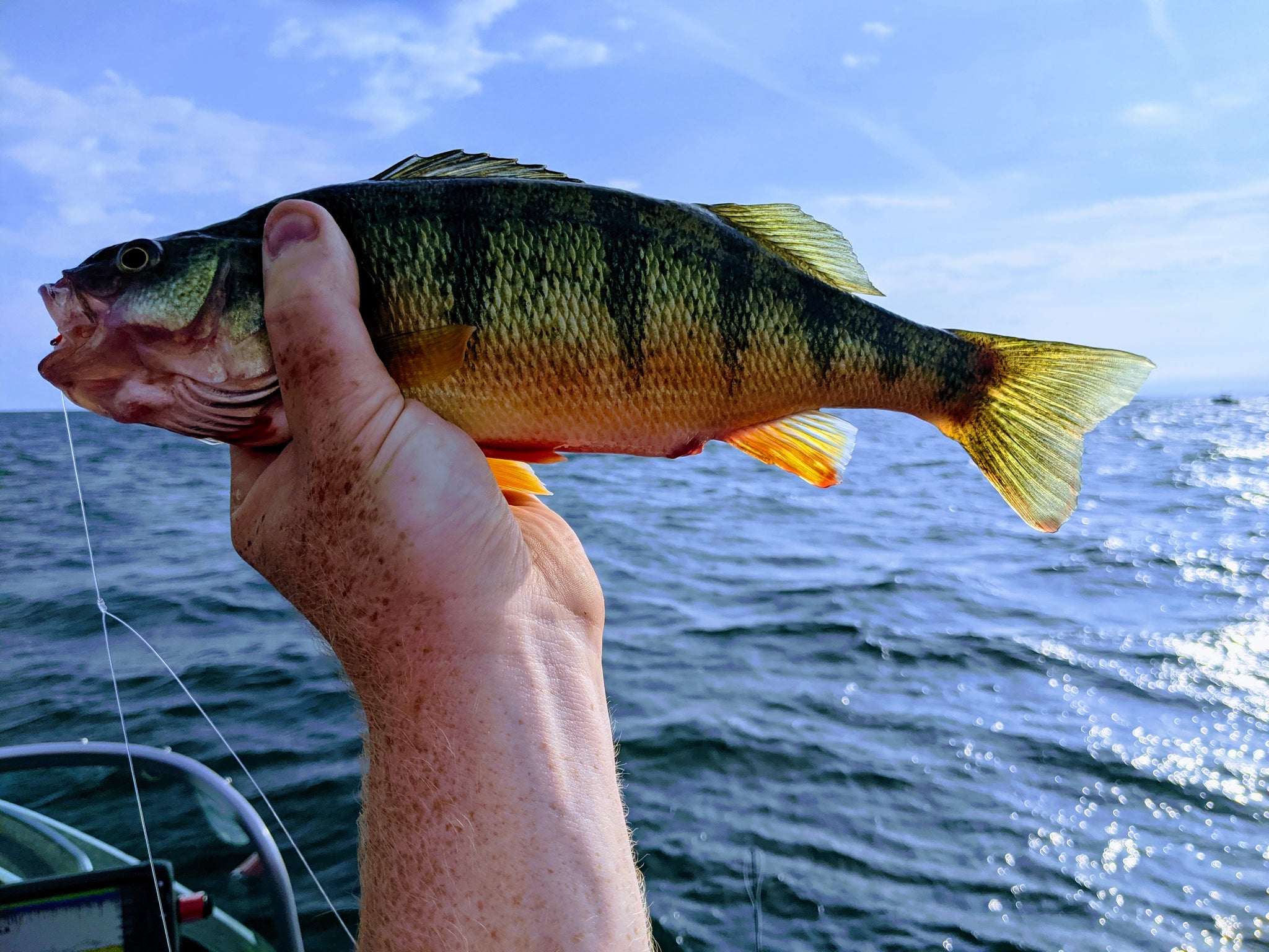 9-18-2021 Lake Erie Perch Report – Fishing Addiction Gear