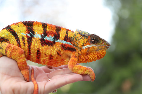 sambava panther chameleon