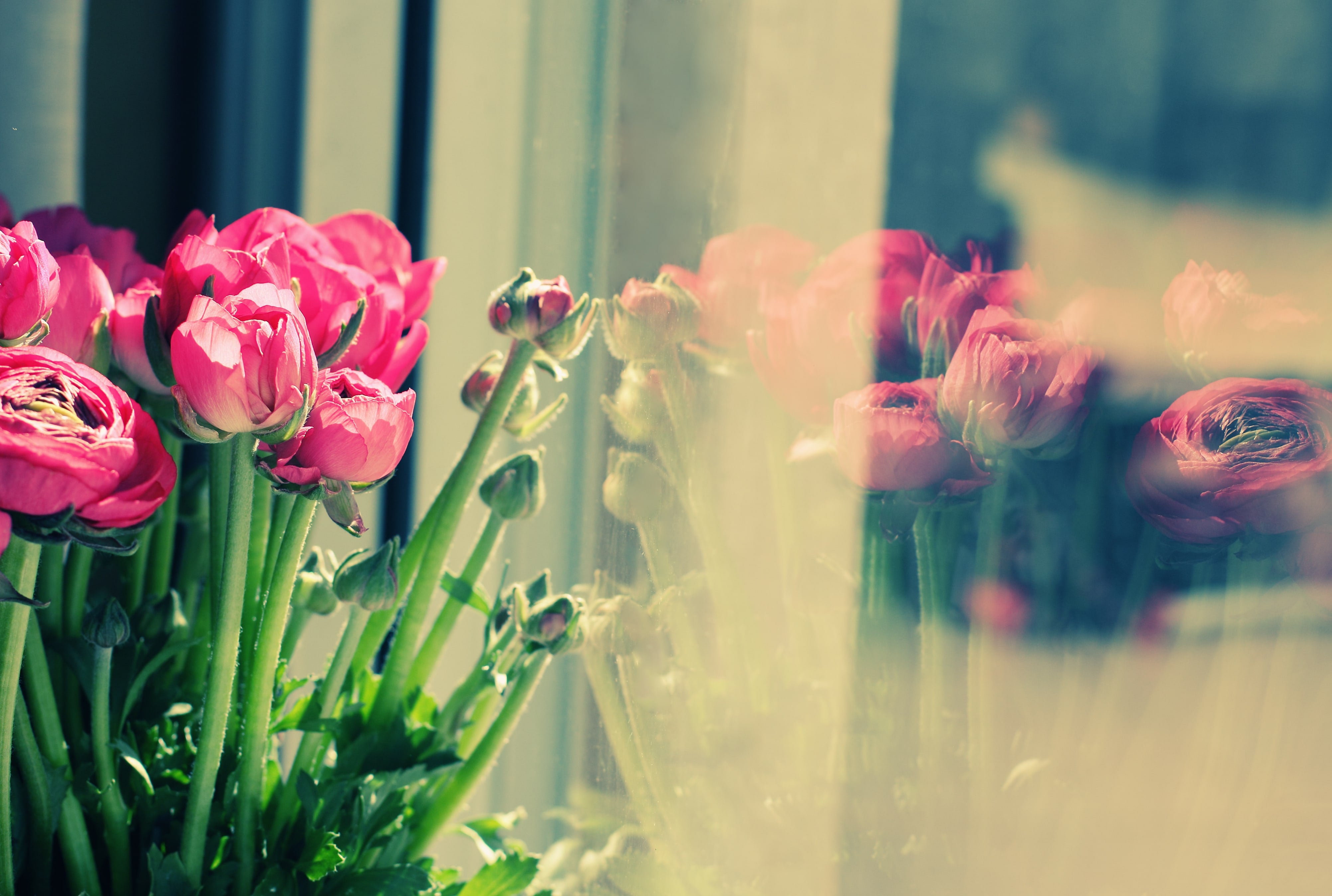 Reasons to Have Flowers in Home Euro Flowers