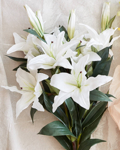 Casablanca Lily