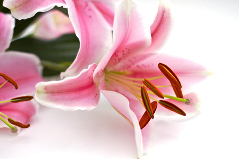 Stargazer Lily