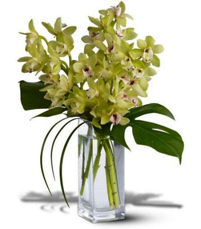 EFM123 orchid Elegance