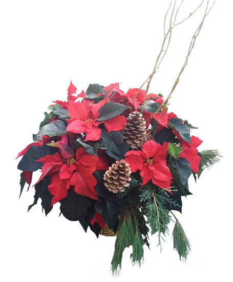 EFX135 Red Poinsettia