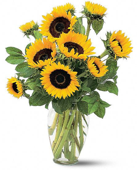 EF604 Shining Sunflowers