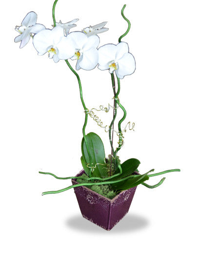 EF702 - Phalaenopsis Orchid