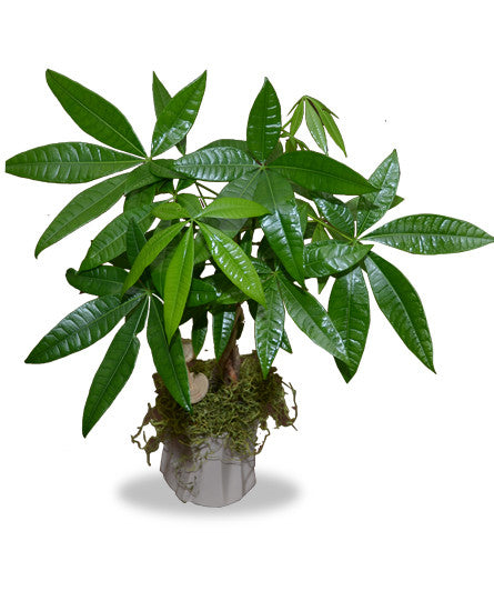 buy money tree online