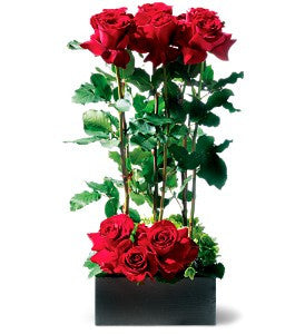 EFV104 Scarlet Splendor Roses