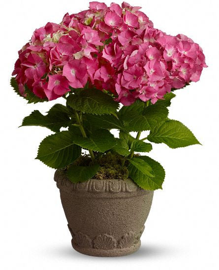 EFE117 Pink Hydrangea