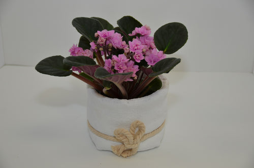 EFM 129 African Violet